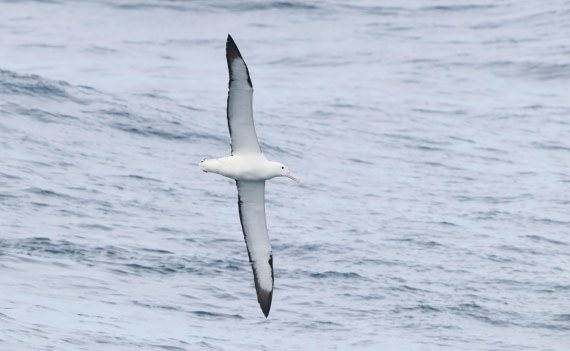 PLA23-25, Day 15,  IMG_4581.JPG©Unown Photographer - Oceanwide Expeditions.JPG