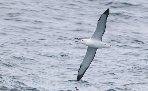 PLA23-25, Day 15,  IMG_4604.JPG©Unown Photographer - Oceanwide Expeditions.JPG