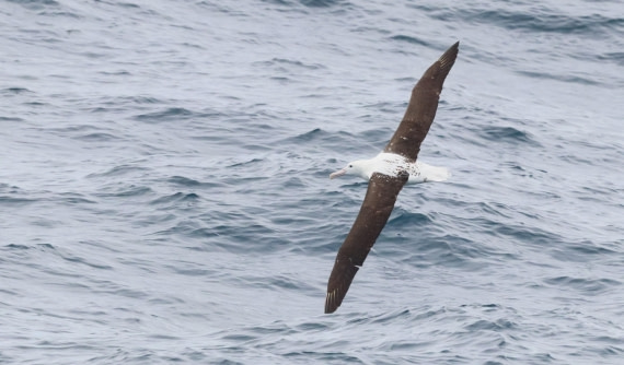 PLA23-25, Day 15,  IMG_4608.JPG©Unown Photographer - Oceanwide Expeditions.JPG