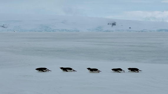 OTL24-25, Day 4, IMG_7574.jpeg © Allan White - Oceanwide Expeditions.jpeg