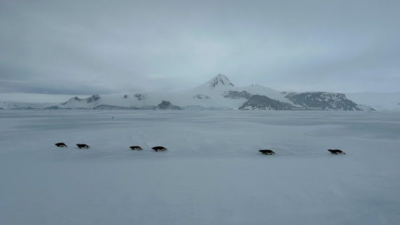 OTL24-25, Day 4, IMG_7578.jpeg © Allan White - Oceanwide Expeditions.jpeg