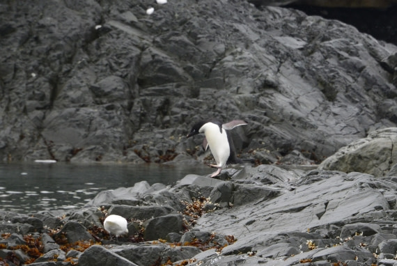 OTL24-25, Day 4, Gary 4Dec-Kinnes Cove Adelie.JPG © Gary Miller - Oceanwide Expeditions.JPG