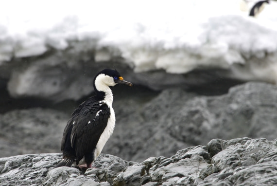 OTL24-25, Day 4, Gary 4Dec-Kinnes Cove Shag.JPG © Gary Miller - Oceanwide Expeditions.JPG