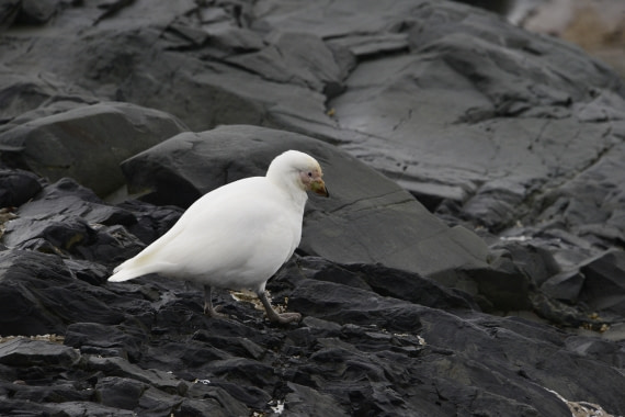 OTL24-25, Day 4, Gary 4Dec-Kinnes Cove Sheathbill.JPG © Gary Miller - Oceanwide Expeditions.JPG