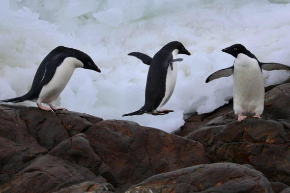 OTL24-25, Day 4, IMG_7549.JPG © Beth Hitchcock - Oceanwide Expeditions.JPG