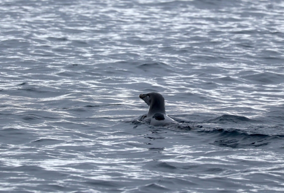 OTL24-25, Day 4, IMG_7550.JPG © Beth Hitchcock - Oceanwide Expeditions.JPG