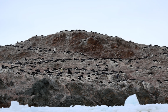 OTL24-25, Day 4, IMG_7554.JPG © Beth Hitchcock - Oceanwide Expeditions.JPG