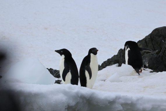 OTL24-25, Day 4, IMG_7580.JPG © Beth Hitchcock - Oceanwide Expeditions.JPG