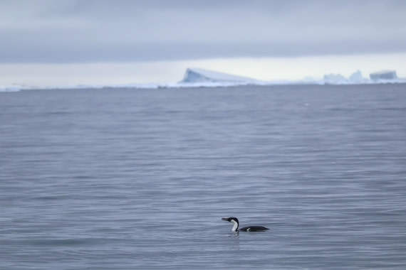 OTL24-25, Day 4, IMG_7679.JPG © Beth Hitchcock - Oceanwide Expeditions.JPG