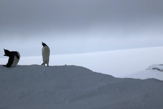 OTL24-25, Day 4, IMG_7700.JPG © Beth Hitchcock - Oceanwide Expeditions.JPG