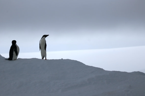 OTL24-25, Day 4, IMG_7702.JPG © Beth Hitchcock - Oceanwide Expeditions.JPG