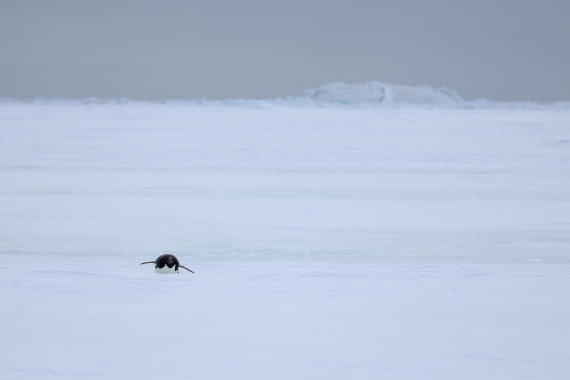 OTL24-25, Day 4, IMG_7756.JPG © Beth Hitchcock - Oceanwide Expeditions.JPG