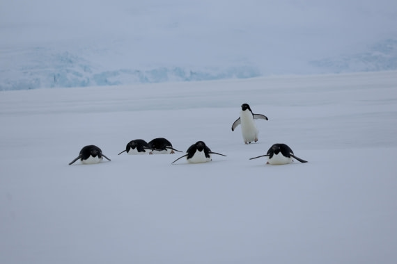 OTL24-25, Day 4, IMG_7772.JPG © Beth Hitchcock - Oceanwide Expeditions.JPG