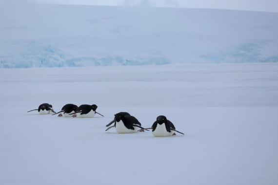 OTL24-25, Day 4, IMG_7773.JPG © Beth Hitchcock - Oceanwide Expeditions.JPG