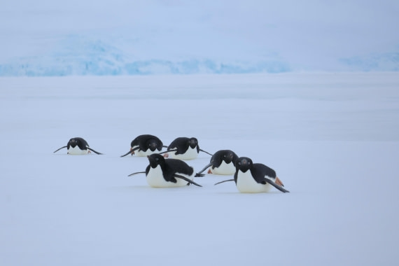 OTL24-25, Day 4, IMG_7774.JPG © Beth Hitchcock - Oceanwide Expeditions.JPG