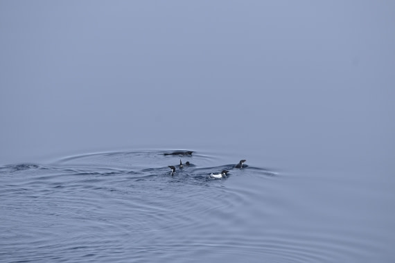 OTL24-25, Day 4, SAS_4458.JPG © Saskia van der Meij - Oceanwide Expeditions.JPG