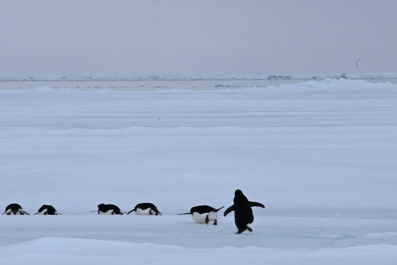 OTL24-25, Day 4, SAS_4482.JPG © Saskia van der Meij - Oceanwide Expeditions.JPG