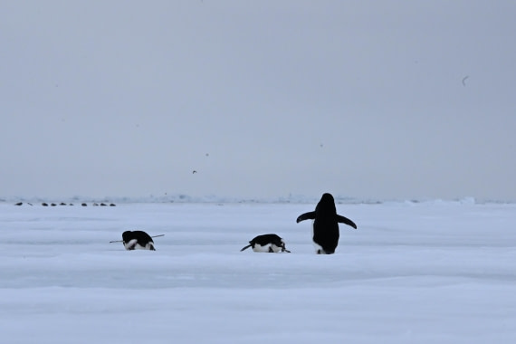 OTL24-25, Day 4, SAS_4485.JPG © Saskia van der Meij - Oceanwide Expeditions.JPG
