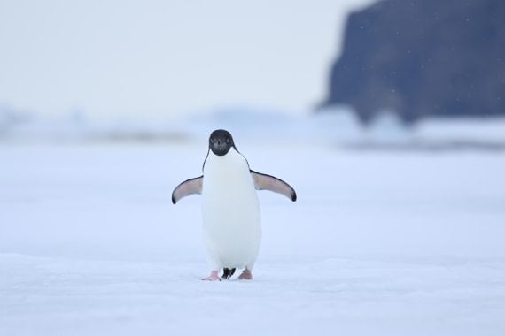 OTL24-25, Day 4, SAS_4512.JPG © Saskia van der Meij - Oceanwide Expeditions.JPG