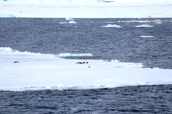 OTL24-25, Day 5, IMG_7812.JPG © Beth Hitchcock - Oceanwide Expeditions.JPG