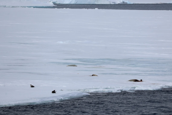 OTL24-25, Day 5, IMG_7817.JPG © Beth Hitchcock - Oceanwide Expeditions.JPG