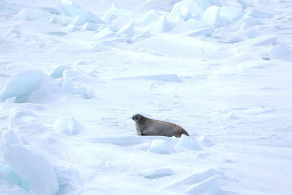 OTL24-25, Day 5, IMG_7827.JPG © Beth Hitchcock - Oceanwide Expeditions.JPG