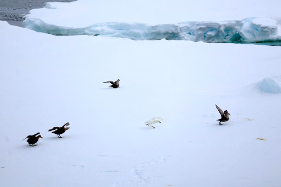 OTL24-25, Day 5, IMG_7854.JPG © Beth Hitchcock - Oceanwide Expeditions.JPG