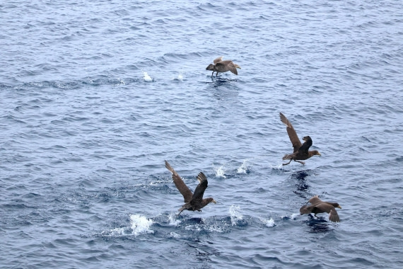 OTL24-25, Day 5, IMG_7861.JPG © Beth Hitchcock - Oceanwide Expeditions.JPG