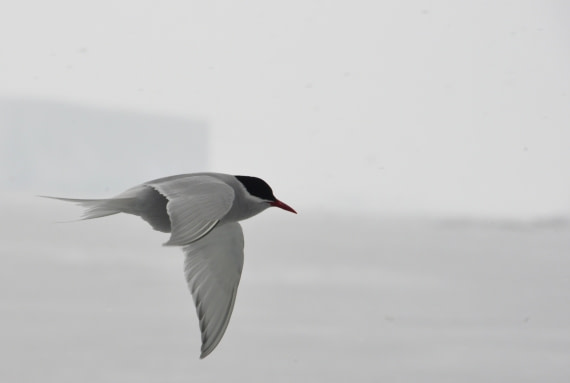 OTL24-25, Day 6, Gary 6Dec-Ant Tern.JPG © Gary Miller - Oceanwide Expeditions.JPG