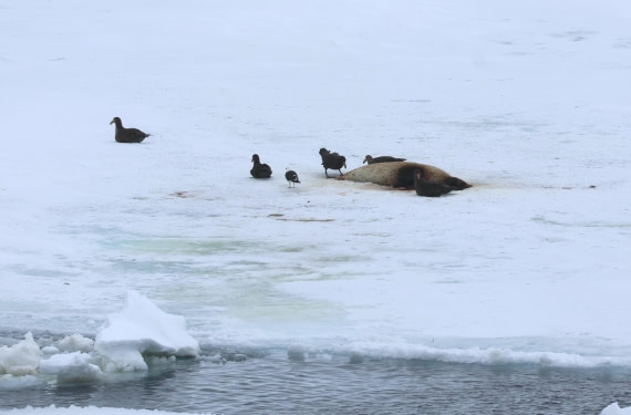 OTL24-25, Day 6, IMG_7935.JPG © Beth Hitchcock - Oceanwide Expeditions.JPG