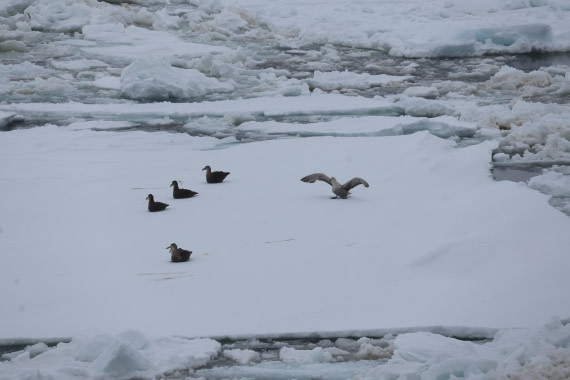 OTL24-25, Day 6, IMG_7937.JPG © Beth Hitchcock - Oceanwide Expeditions.JPG