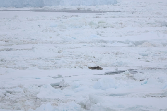 OTL24-25, Day 6, IMG_7955.JPG © Beth Hitchcock - Oceanwide Expeditions.JPG