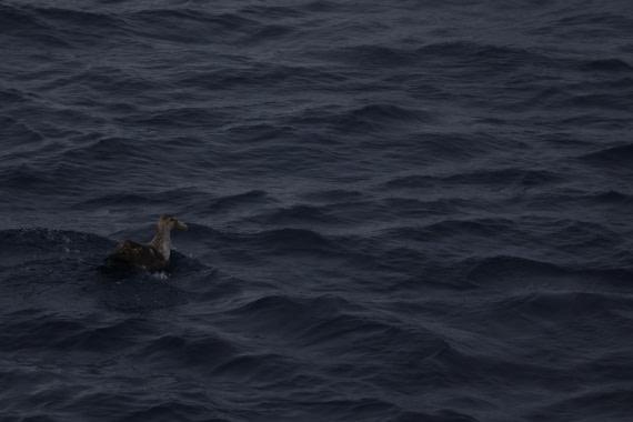 OTL24-25, Day 6, IMG_7965.JPG © Beth Hitchcock - Oceanwide Expeditions.JPG