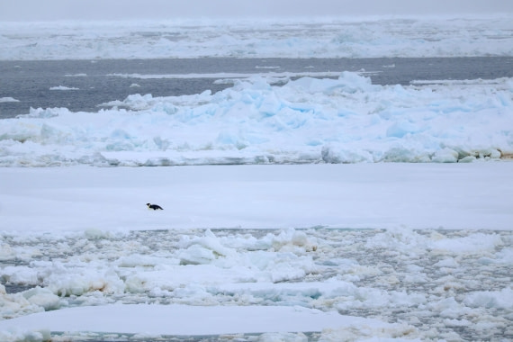 OTL24-25, Day 6, IMG_7981.JPG © Beth Hitchcock - Oceanwide Expeditions.JPG