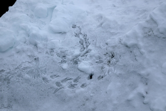 OTL24-25, Day 6, IMG_8007.JPG © Beth Hitchcock - Oceanwide Expeditions.JPG