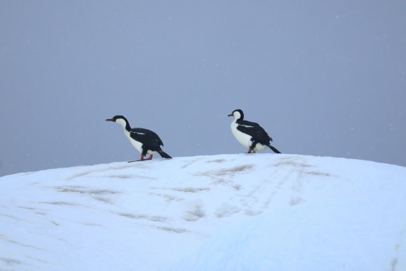 OTL24-25, Day 6, IMG_8040.JPG © Beth Hitchcock - Oceanwide Expeditions.JPG