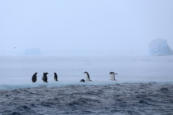 OTL24-25, Day 6, IMG_8042.JPG © Beth Hitchcock - Oceanwide Expeditions.JPG