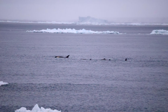 OTL24-25, Day 6, IMG_8071.JPG © Beth Hitchcock - Oceanwide Expeditions.JPG