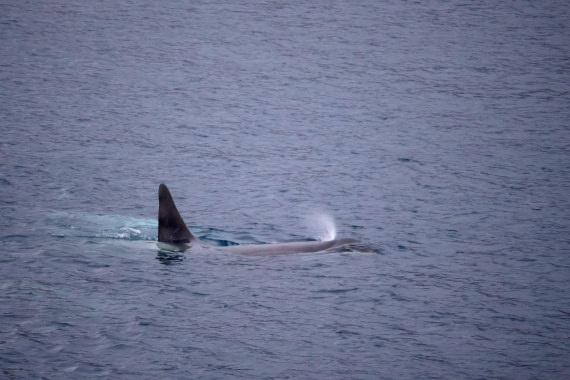 OTL24-25, Day 6, IMG_8095.JPG © Beth Hitchcock - Oceanwide Expeditions.JPG