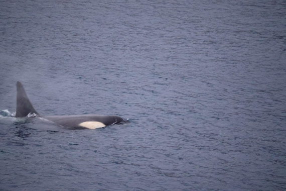 OTL24-25, Day 6, IMG_8096.JPG © Beth Hitchcock - Oceanwide Expeditions.JPG