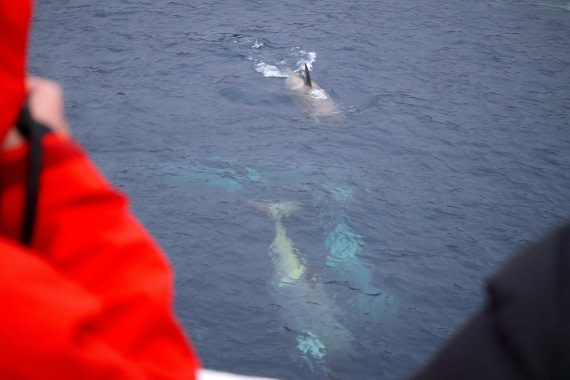 OTL24-25, Day 6, IMG_8102.JPG © Beth Hitchcock - Oceanwide Expeditions.JPG