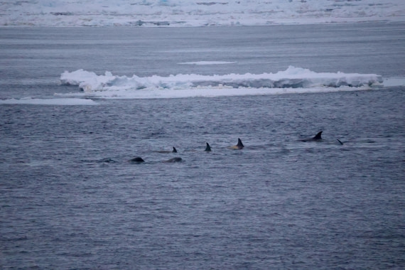 OTL24-25, Day 6, IMG_8134.JPG © Beth Hitchcock - Oceanwide Expeditions.JPG