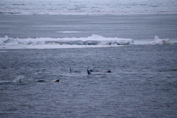 OTL24-25, Day 6, IMG_8137.JPG © Beth Hitchcock - Oceanwide Expeditions.JPG