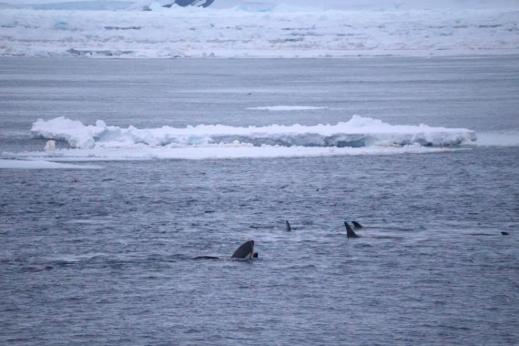 OTL24-25, Day 6, IMG_8138.JPG © Beth Hitchcock - Oceanwide Expeditions.JPG