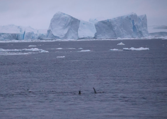 OTL24-25, Day 6, IMG_8174.JPG © Beth Hitchcock - Oceanwide Expeditions.JPG