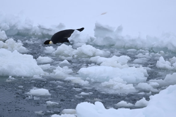 OTL24-25, Day 6, SAS_4598.JPG © Saskia van der Meij - Oceanwide Expeditions.JPG