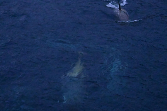 OTL24-25, Day 6, SAS_4751.JPG © Saskia van der Meij - Oceanwide Expeditions.JPG