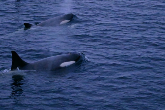 OTL24-25, Day 6, SAS_4762.JPG © Saskia van der Meij - Oceanwide Expeditions.JPG