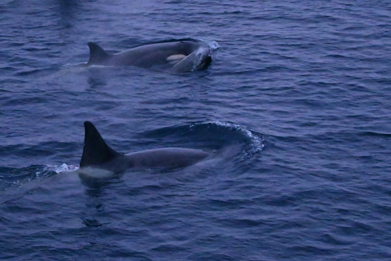 OTL24-25, Day 6, SAS_4764.JPG © Saskia van der Meij - Oceanwide Expeditions.JPG