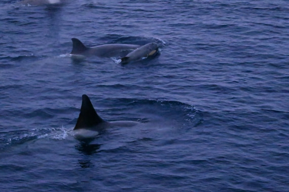 OTL24-25, Day 6, SAS_4765.JPG © Saskia van der Meij - Oceanwide Expeditions.JPG